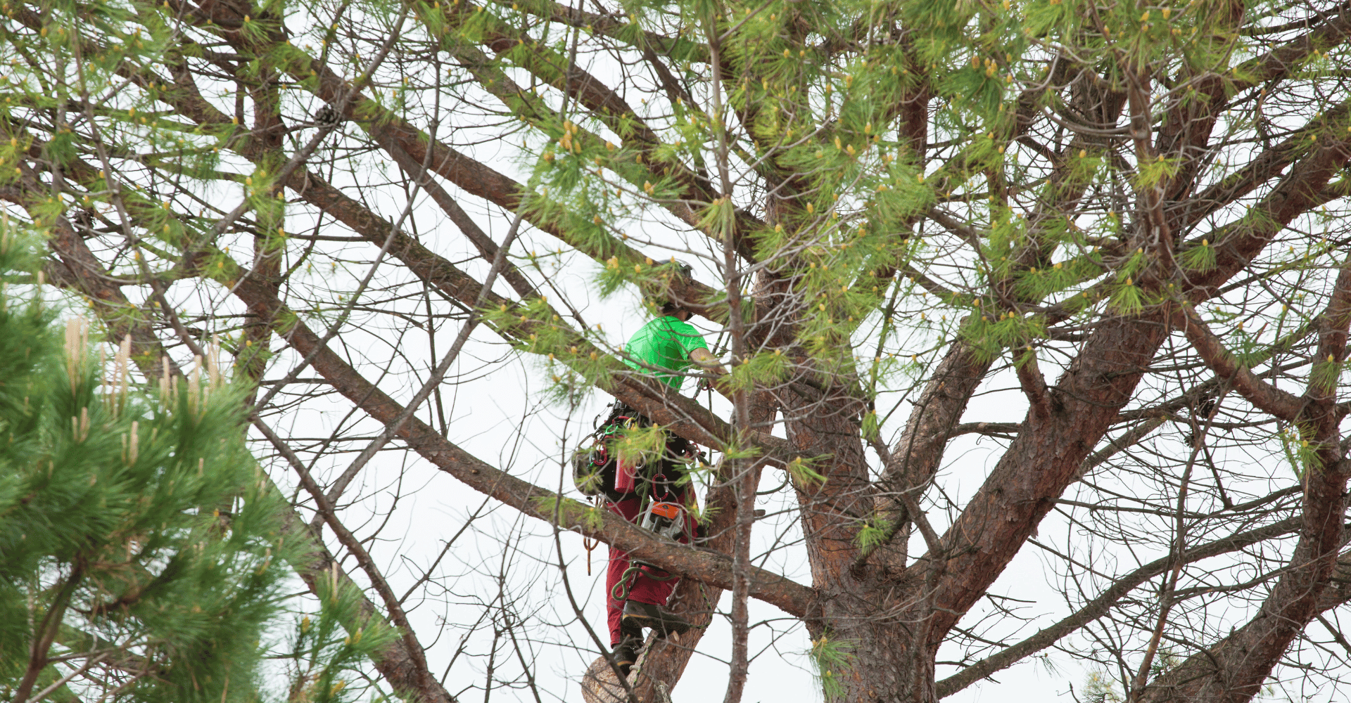 Élagueur professionnel